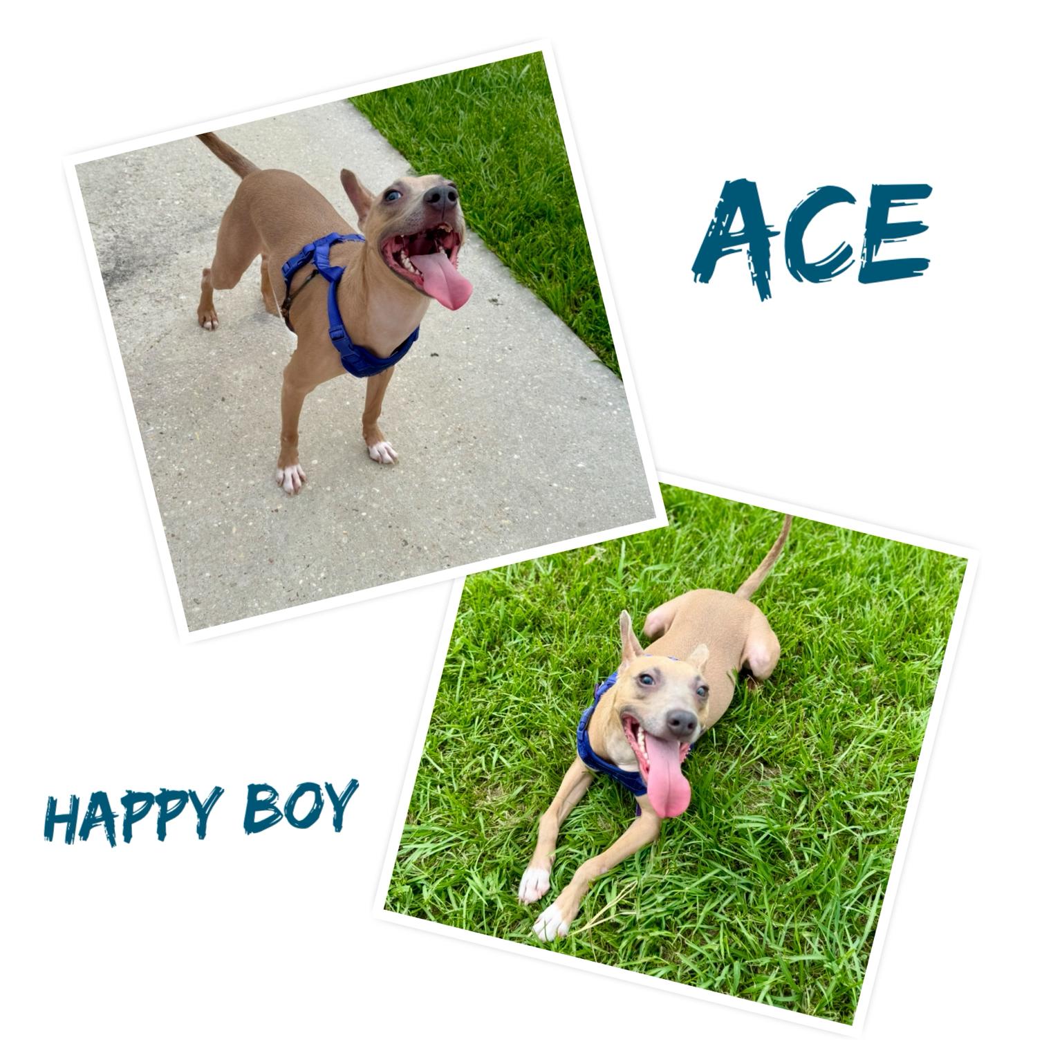 Enlarge Ace, a Adoptable mixed breed in Baton Rouge, LA image 1/5