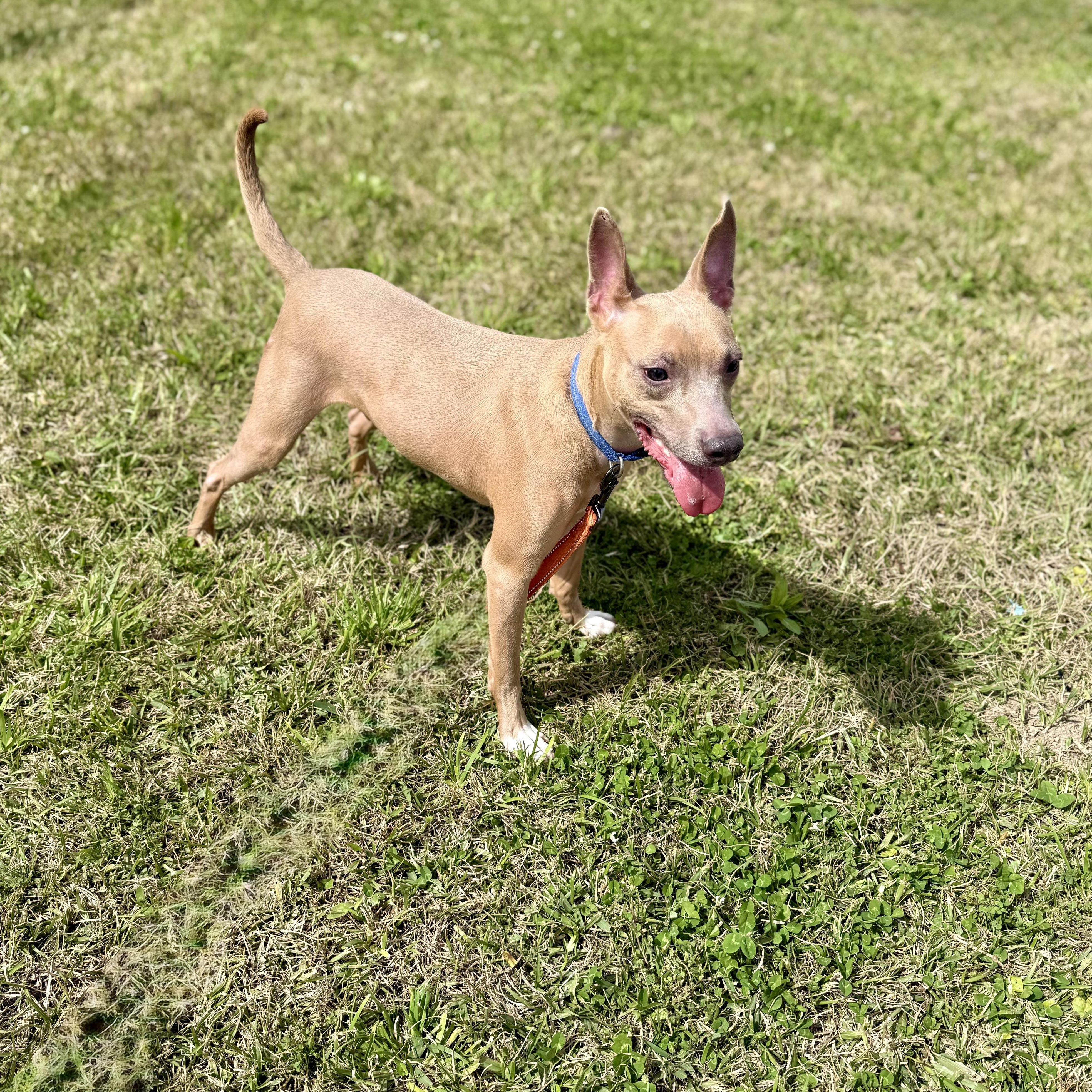 Enlarge Ace, a Adoptable mixed breed in Baton Rouge, LA image 4/5