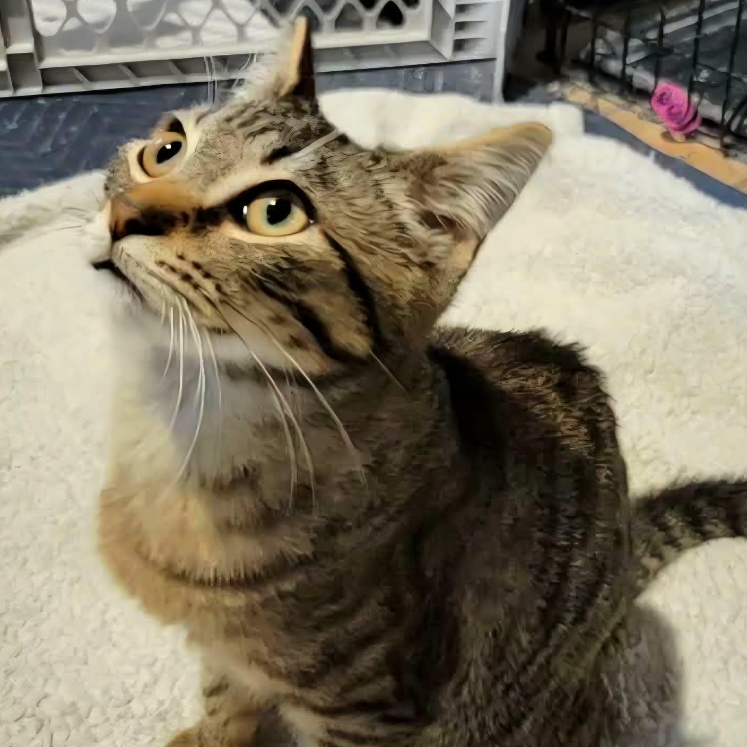 Enlarge Huey, a ADOPTABLE Domestic Short Hair in Hudsonville, MI image 2/3