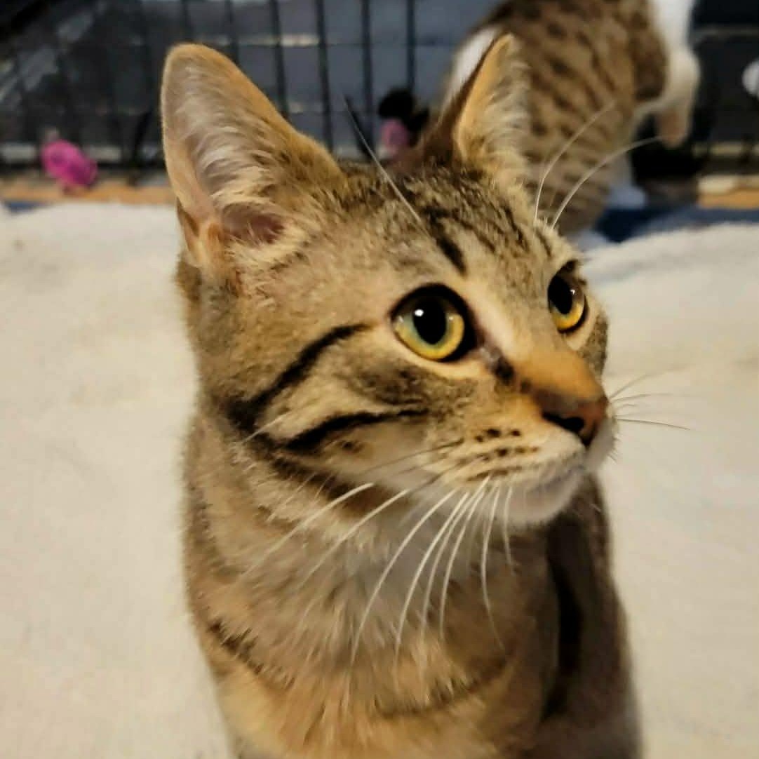 Enlarge Huey, a ADOPTABLE Domestic Short Hair in Hudsonville, MI image 3/3