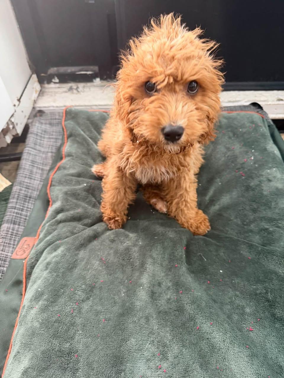 Enlarge Leo, a Adopted Goldendoodle in Glendale, NY image 3/3