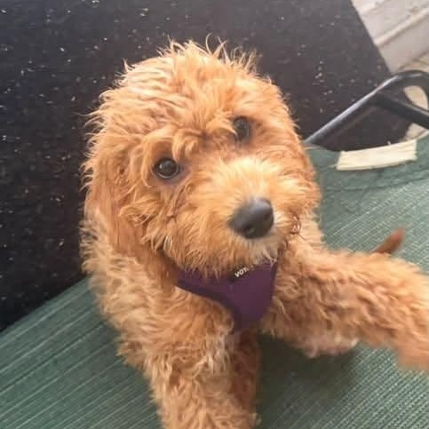Leo, Adopted, Puppy Male Goldendoodle.
