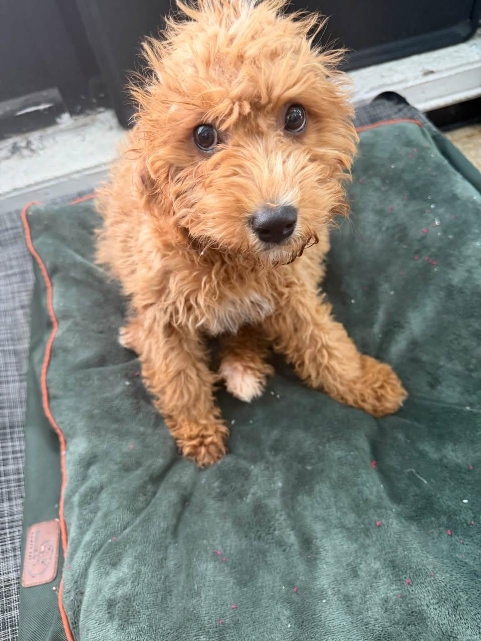 Enlarge Leo, a Adopted Goldendoodle in Glendale, NY image 2/3