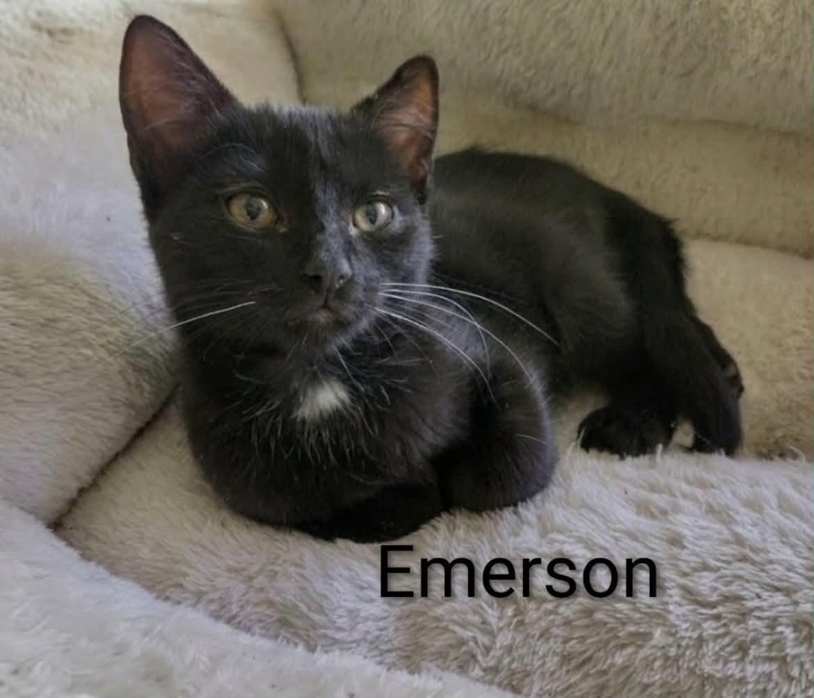 Emerson, Adoptable, Kitten Male Bombay & Domestic Short Hair.