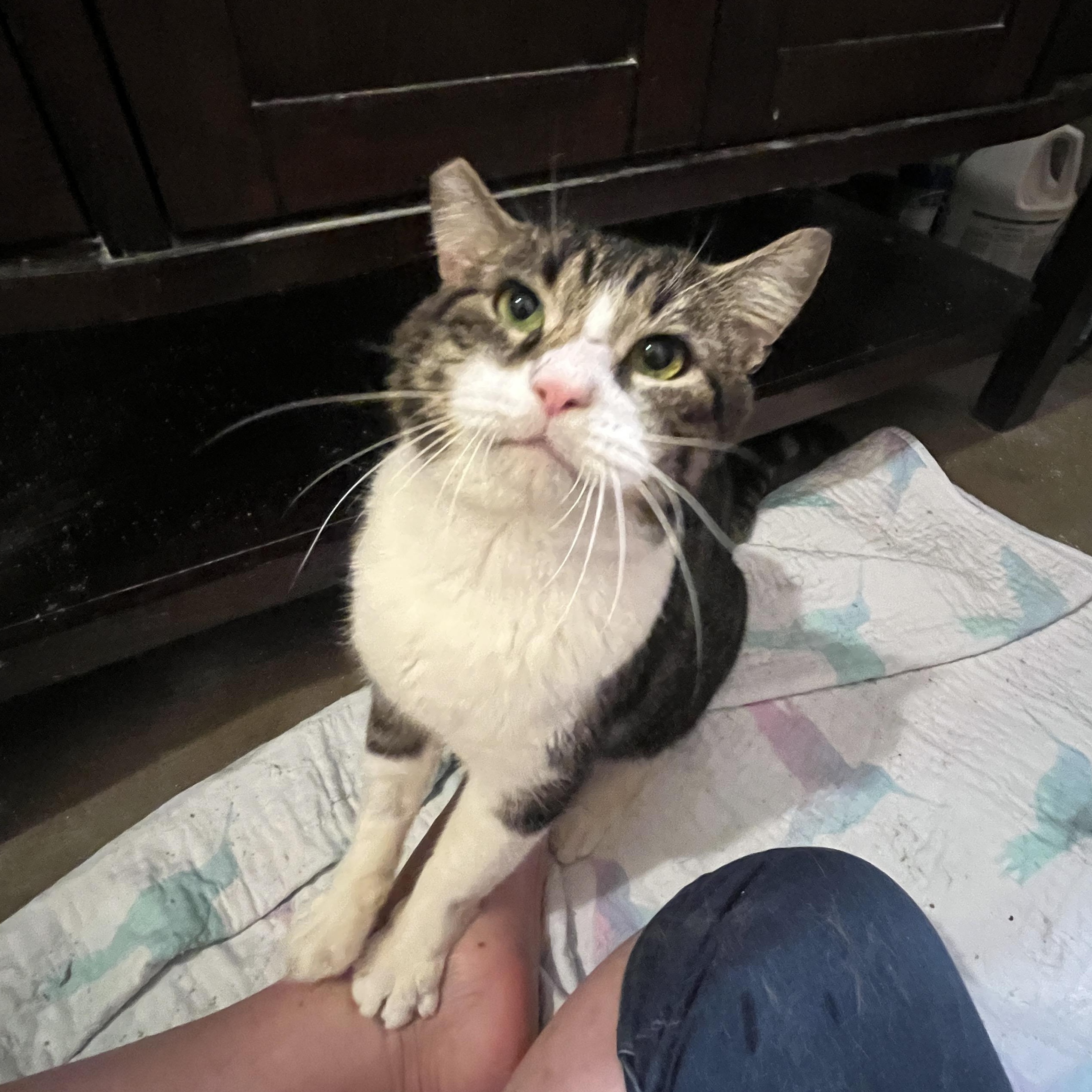 Benji, a Adoptable Domestic Short Hair in Gresham, OR image 2/6