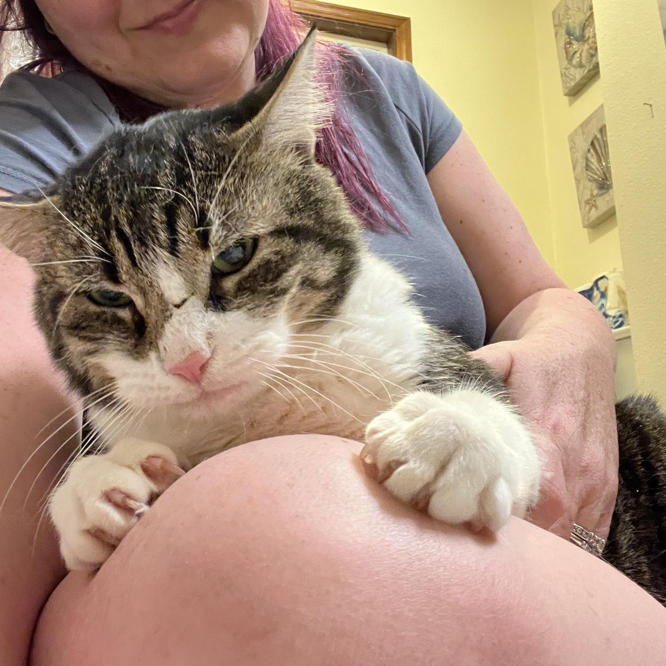 Benji, a Adoptable Domestic Short Hair in Gresham, OR image 4/6