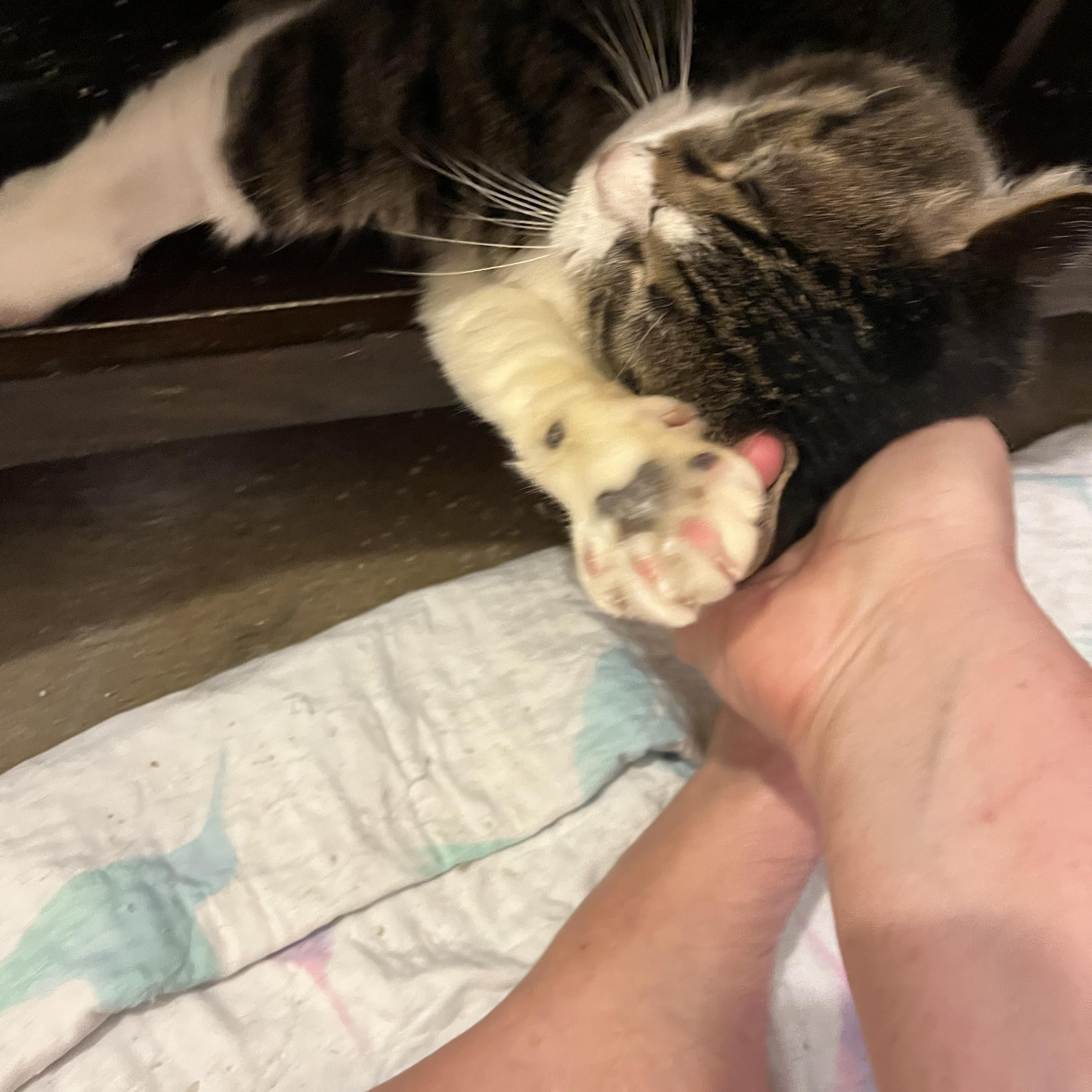 Benji, a Adoptable Domestic Short Hair in Gresham, OR image 6/6