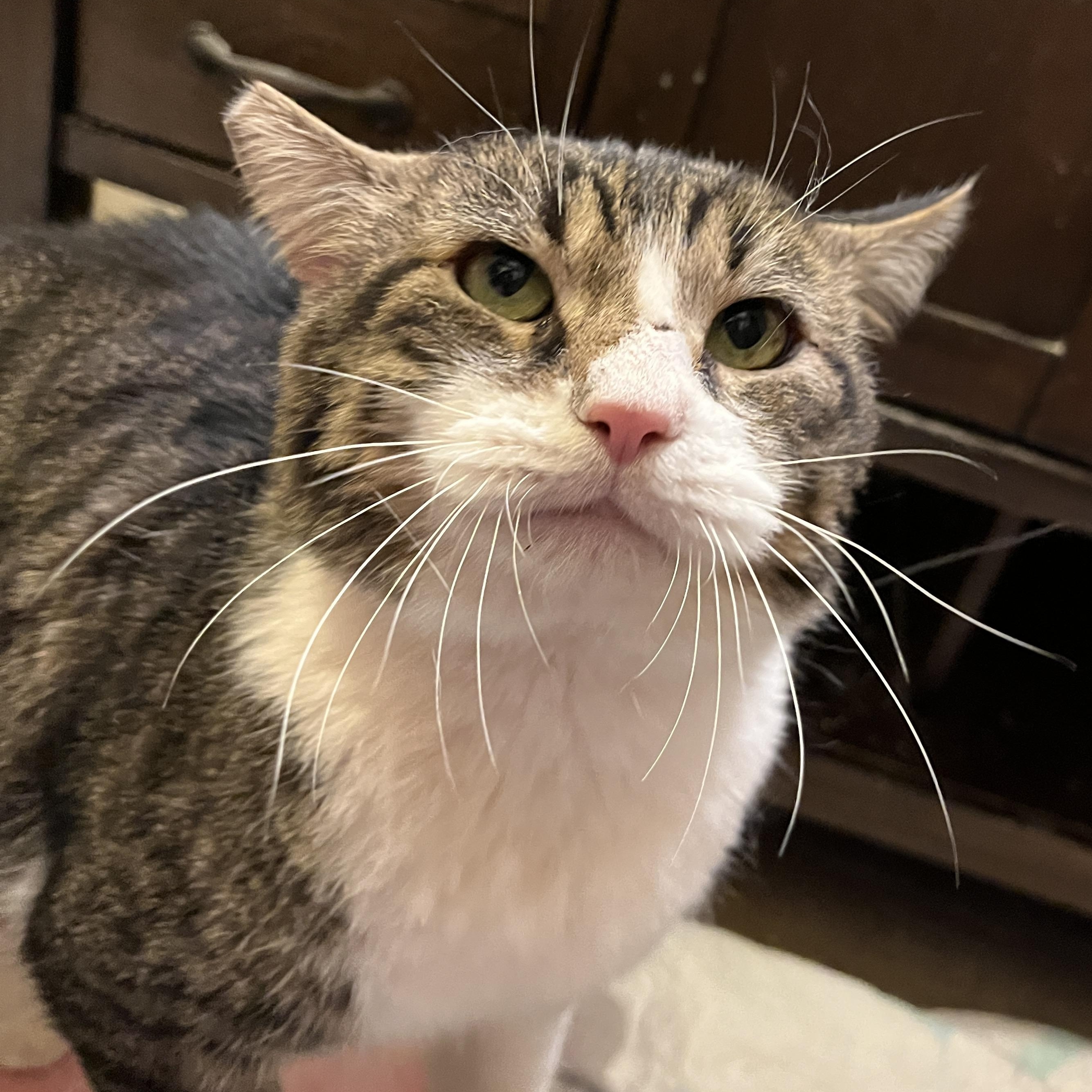 Benji, a Adoptable Domestic Short Hair in Gresham, OR image 5/6