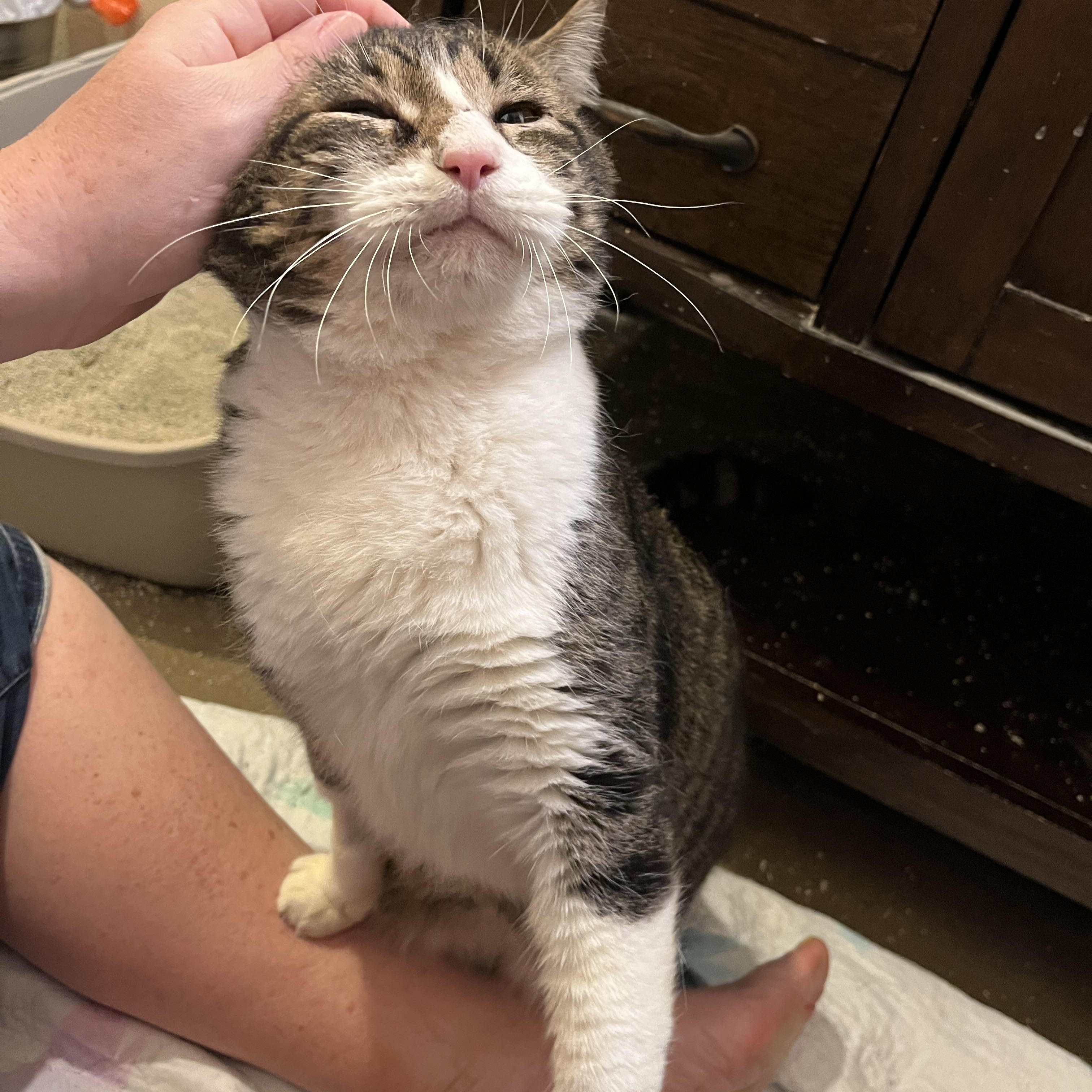 Benji, Adoptable, Adult Male Domestic Short Hair.