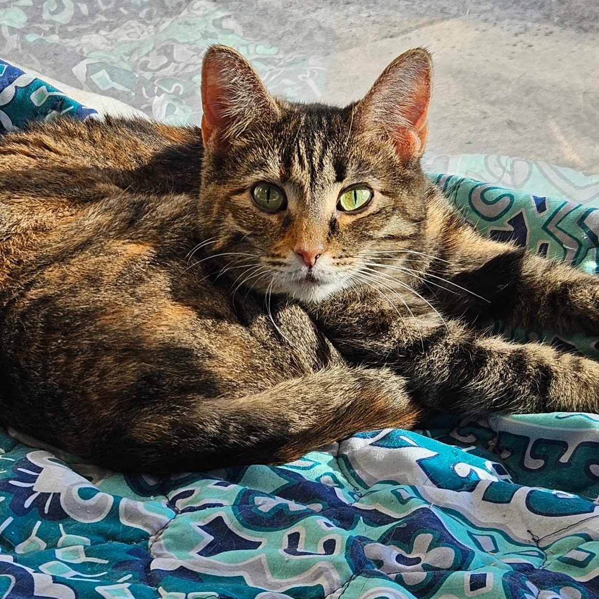 Toadette, ADOPTABLE, Adult Female Torbie.