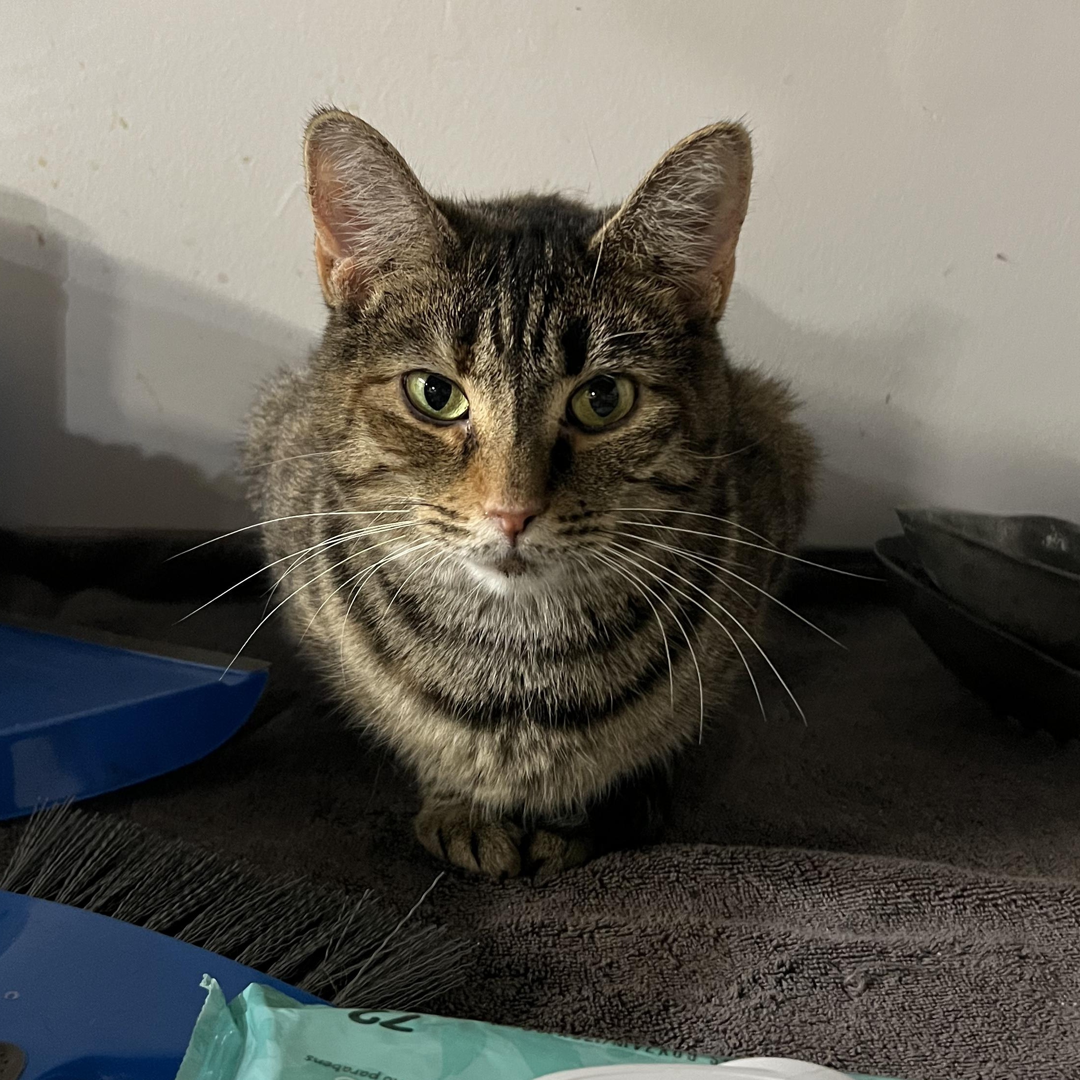 Enlarge Toadette, a ADOPTABLE Torbie in Altoona, PA image 2/2