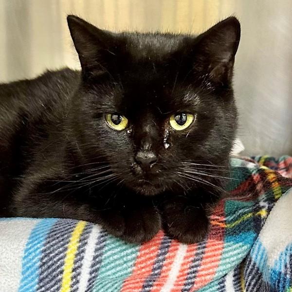 Enlarge Misty Blue, a Adoptable mixed breed in Walnut Creek, CA image 1/1