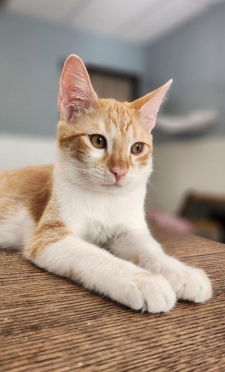 Cat 27724 (Pooh), Adoptable, Young Male Tabby.