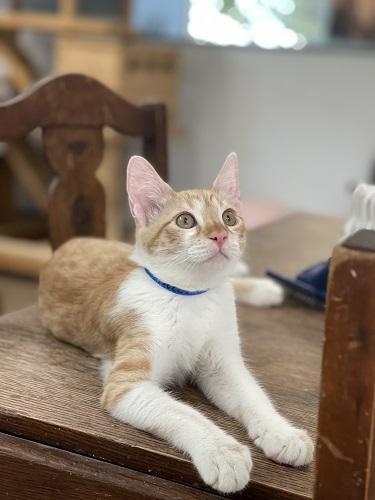 Enlarge Cat 27724 (Pooh), a Adoptable Tabby in Parlier, CA image 2/6