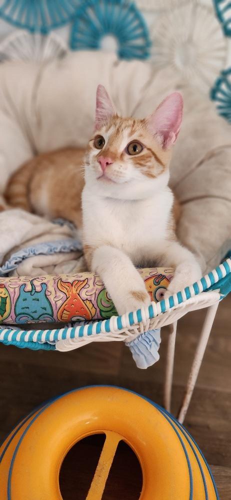 Enlarge Cat 27724 (Pooh), a Adoptable Tabby in Parlier, CA image 3/6
