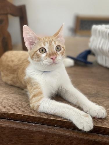 Enlarge Cat 27724 (Pooh), a Adoptable Tabby in Parlier, CA image 4/6