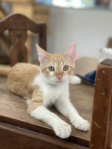 Enlarge Cat 27724 (Pooh), a Adoptable Tabby in Parlier, CA image 5/6