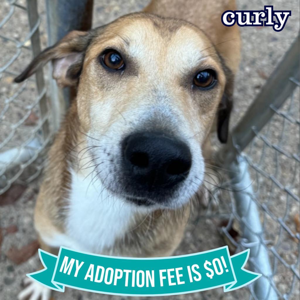 Curly, a Adoptable Mixed Breed in Charleston, WV image 1/6