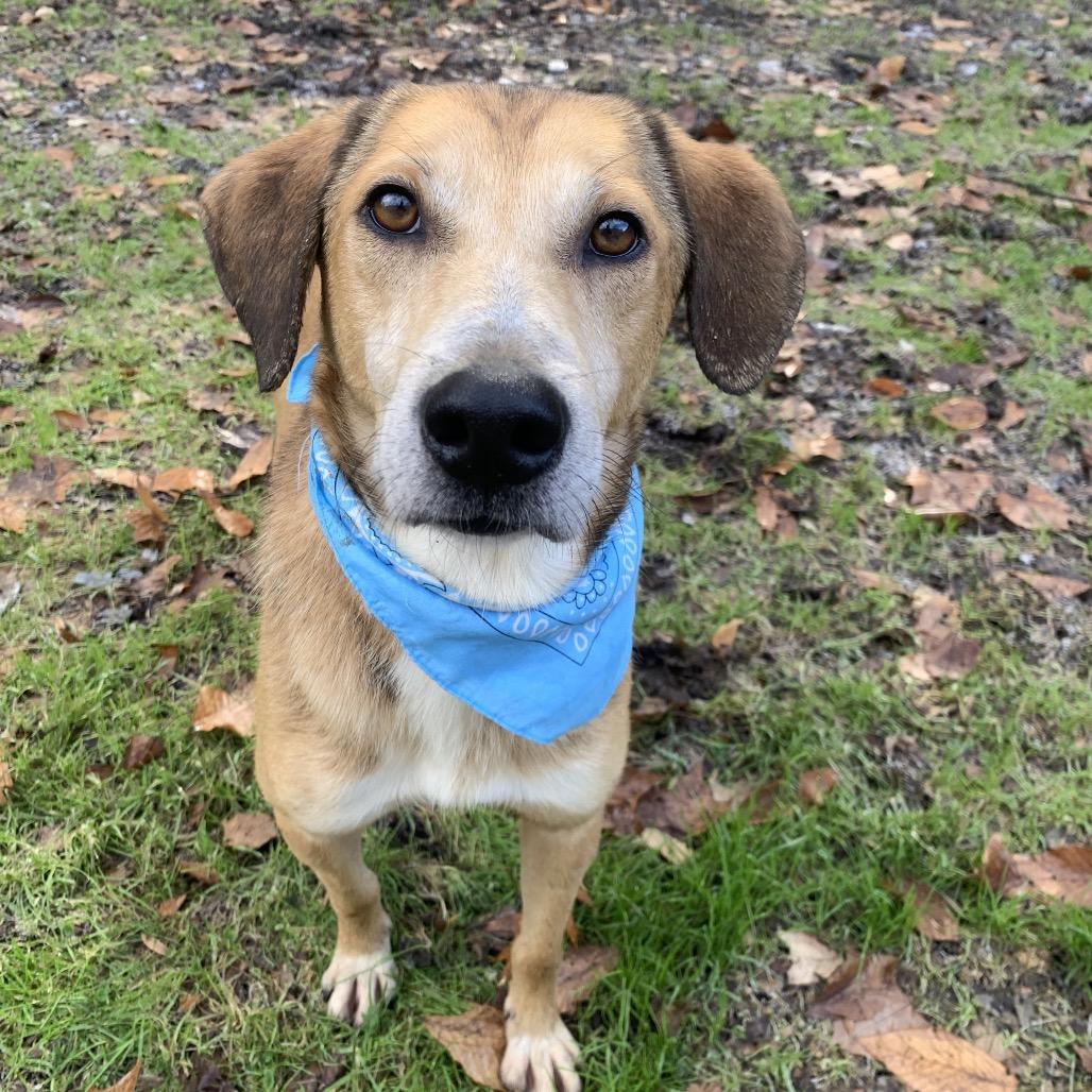 Curly, a Adoptable Mixed Breed in Charleston, WV image 4/6