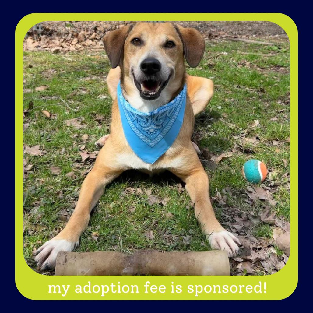 Curly, a Adoptable Mixed Breed in Charleston, WV image 5/6