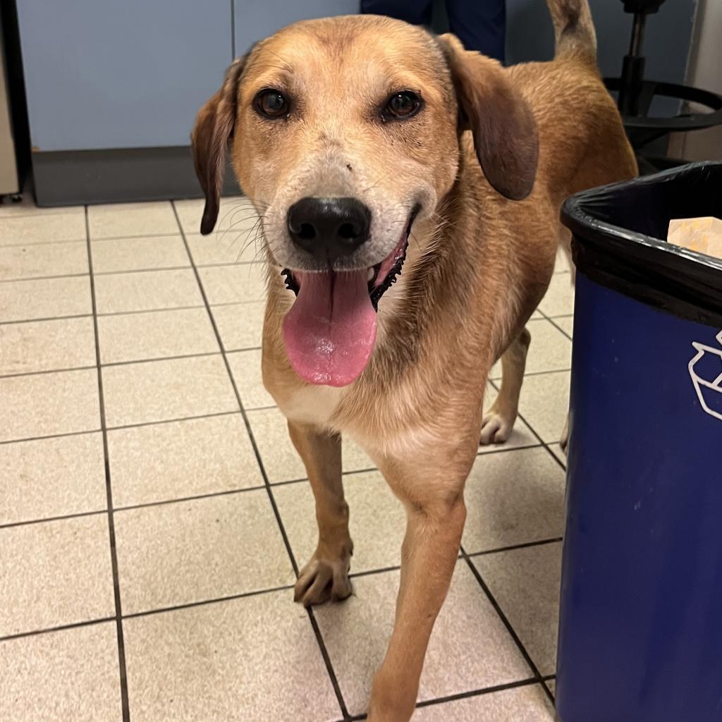 Curly, a Adoptable Mixed Breed in Charleston, WV image 6/6
