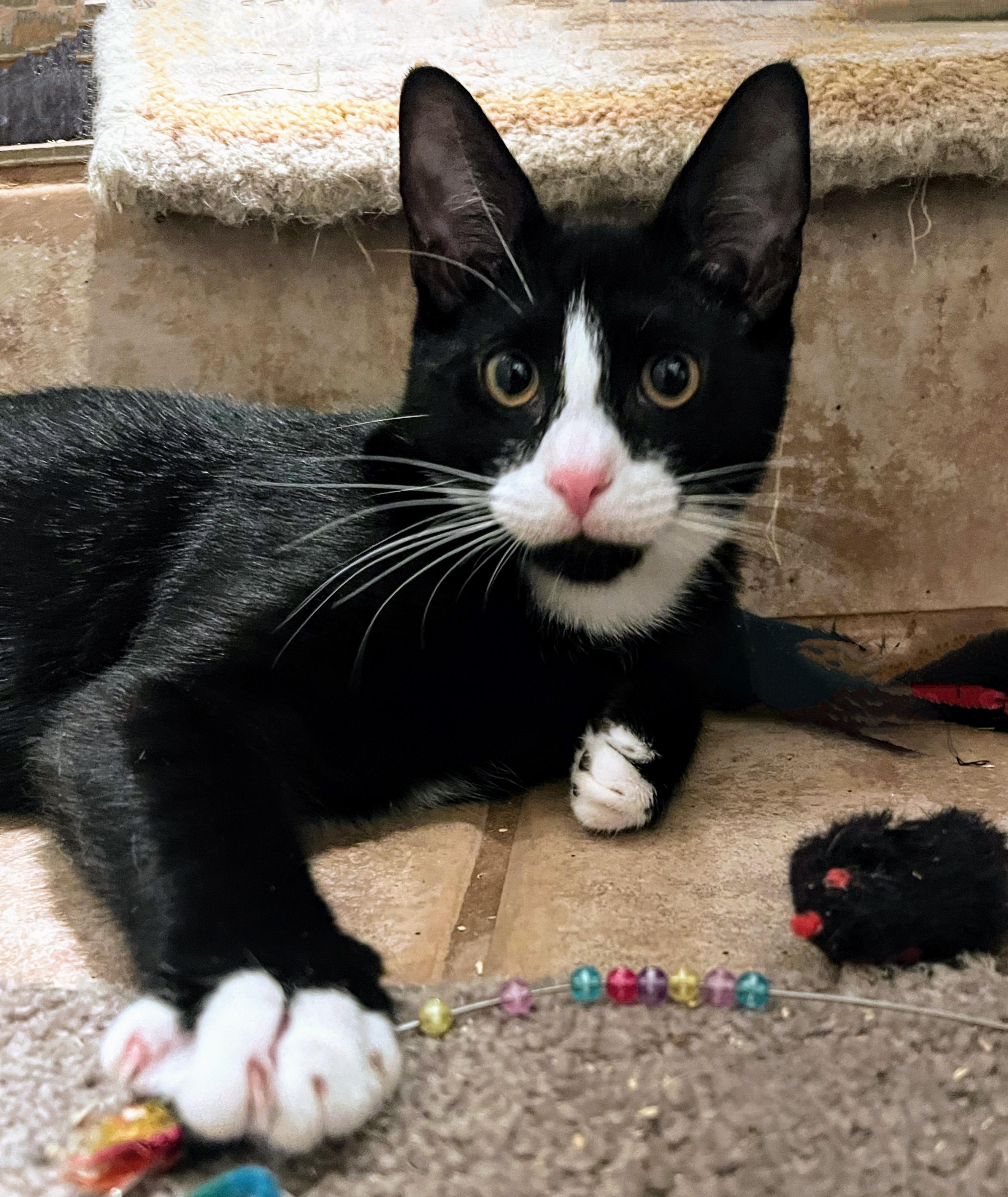 Wilbur, Adoptable, Kitten Male Domestic Short Hair.
