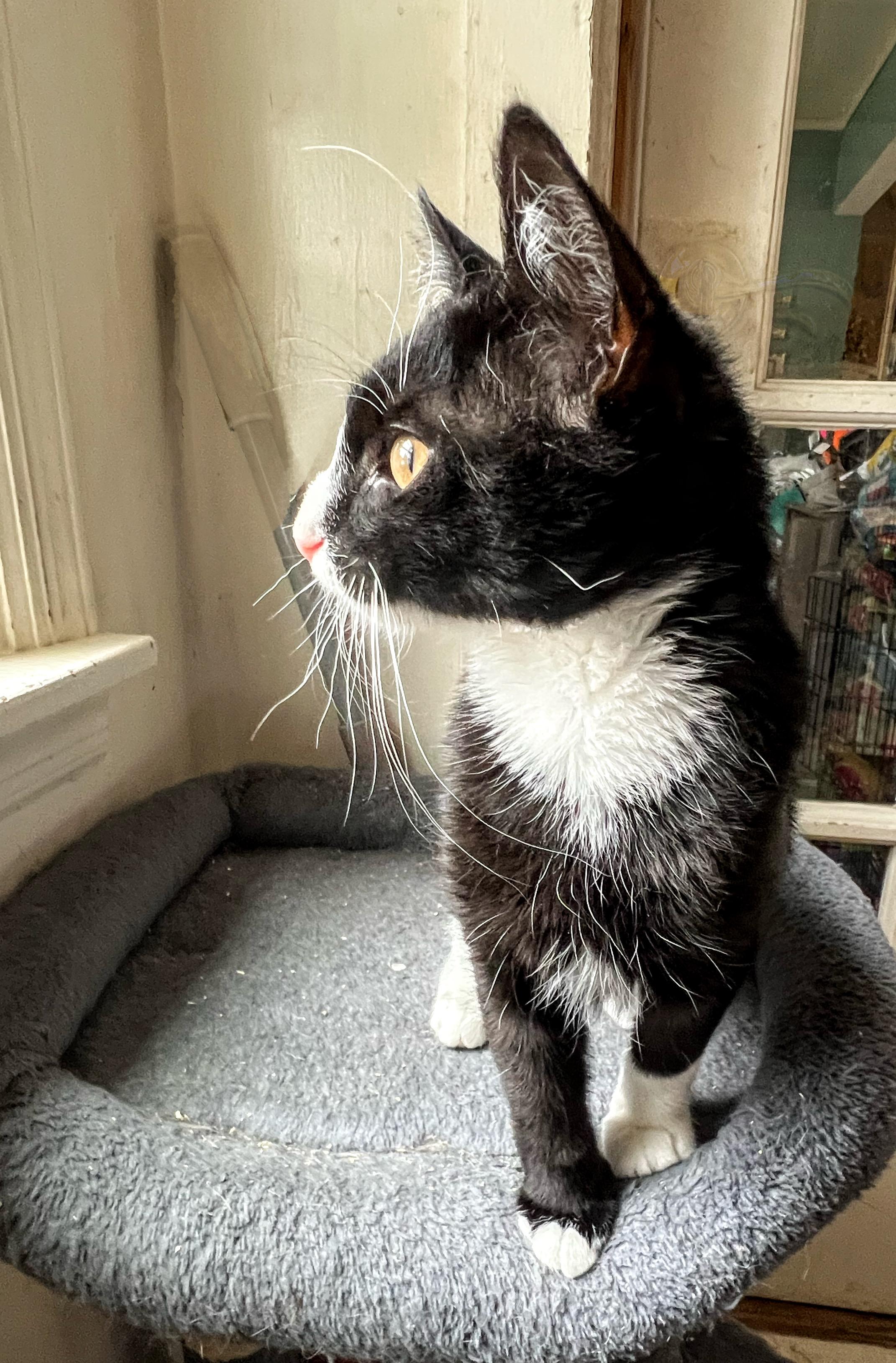 Wilbur, a Adoptable Domestic Short Hair in Syosset, NY image 3/5