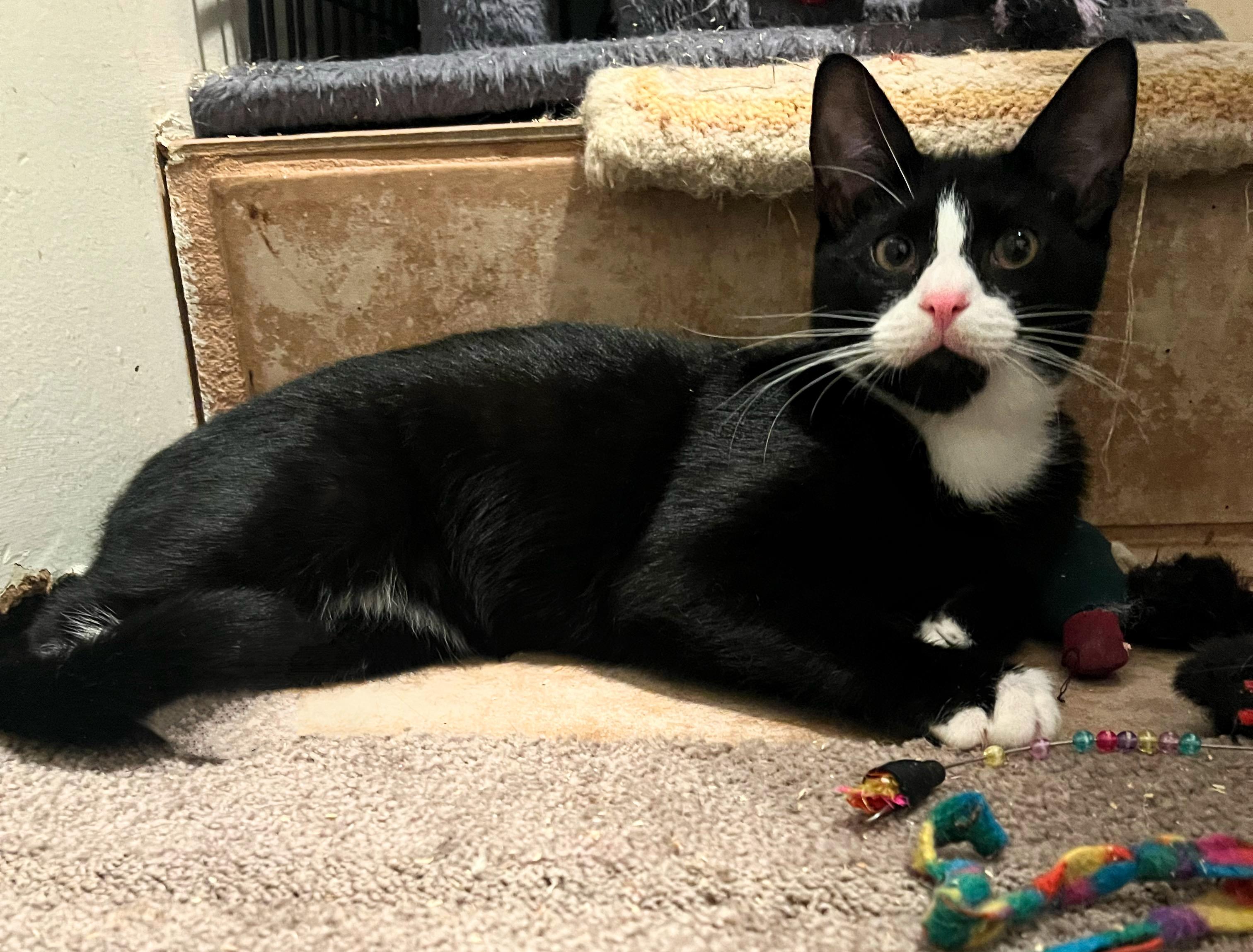 Wilbur, a Adoptable Domestic Short Hair in Syosset, NY image 5/5