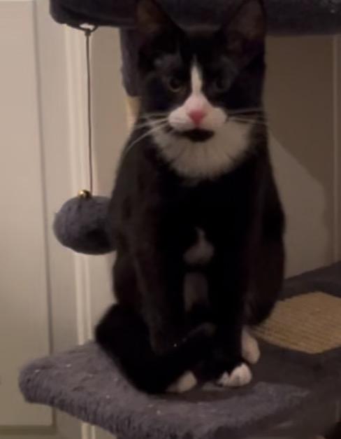 Wilbur, a Adoptable Domestic Short Hair in Syosset, NY image 4/5