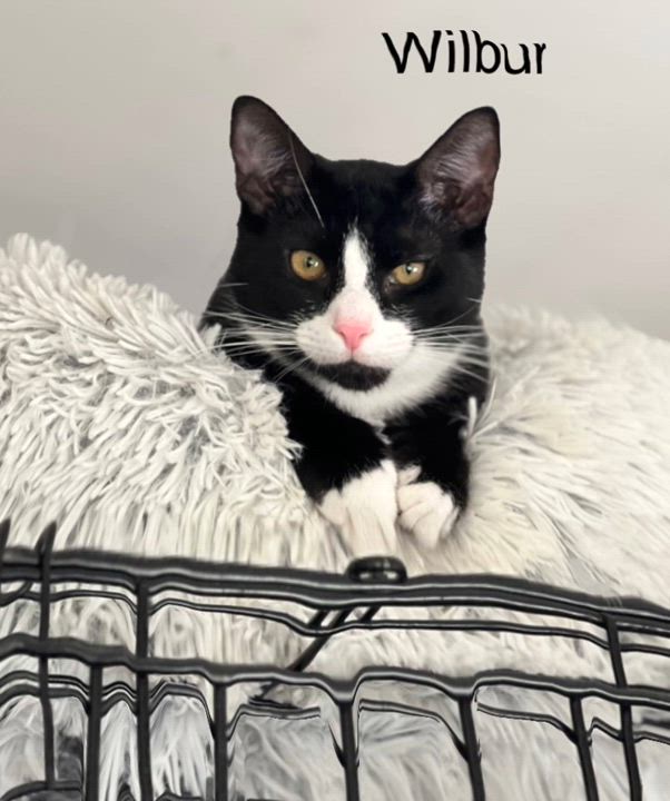 Enlarge Wilbur, a Adoptable Domestic Short Hair in Syosset, NY video 1/5