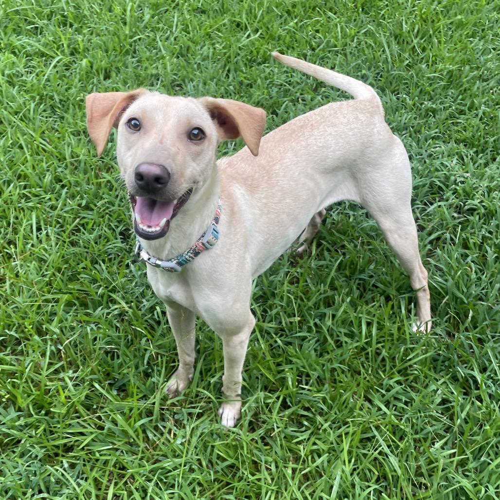 Fancy, Adoptable, Adult Female Yellow Labrador Retriever & Whippet.