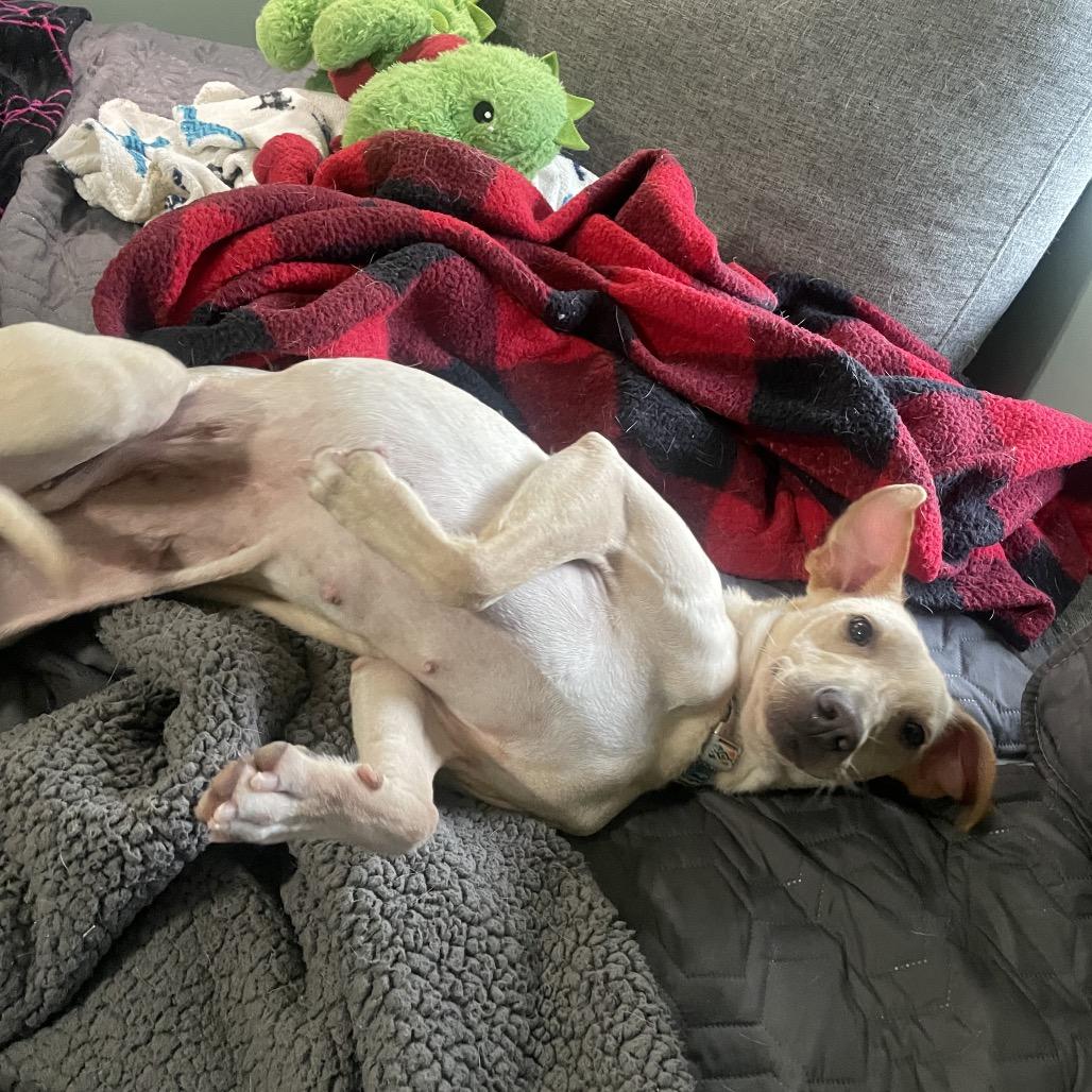 Enlarge Fancy, a Adoptable mixed breed in Fayetteville, GA image 2/6