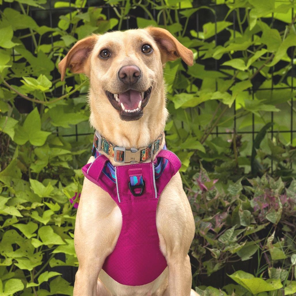 Enlarge Fancy, a Adoptable mixed breed in Fayetteville, GA image 4/6