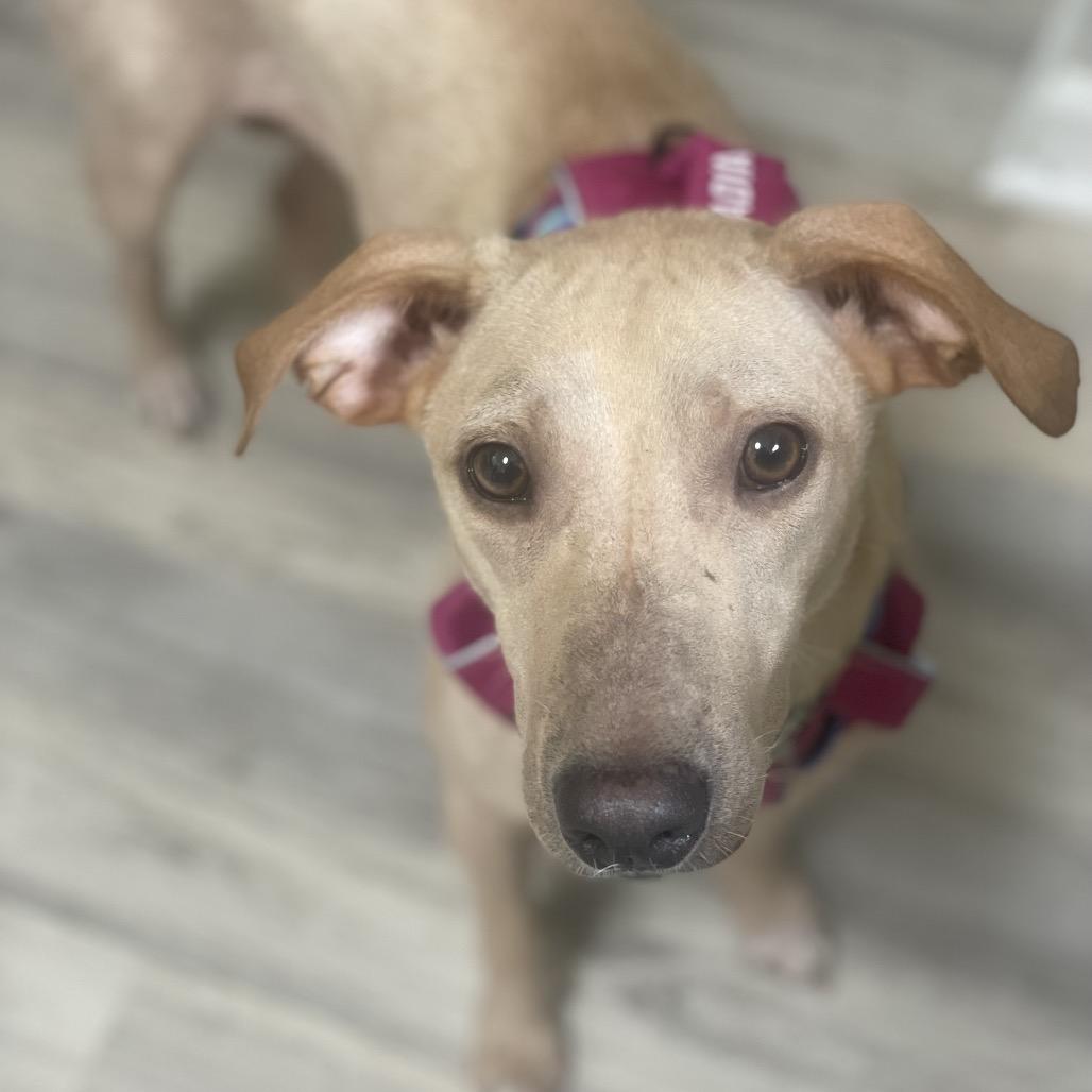 Enlarge Fancy, a Adoptable mixed breed in Fayetteville, GA image 5/6