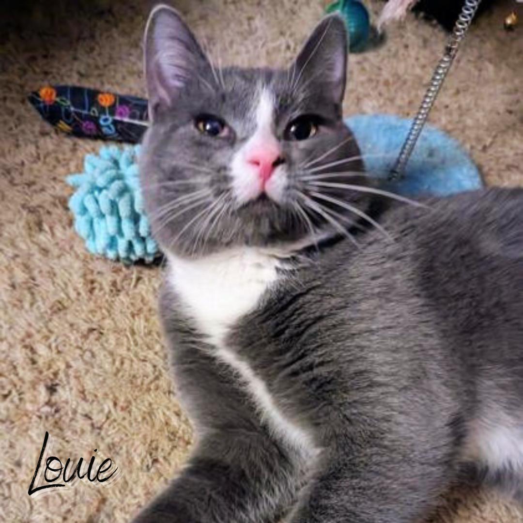 Louie, Adoptable, Adult Male Domestic Short Hair.