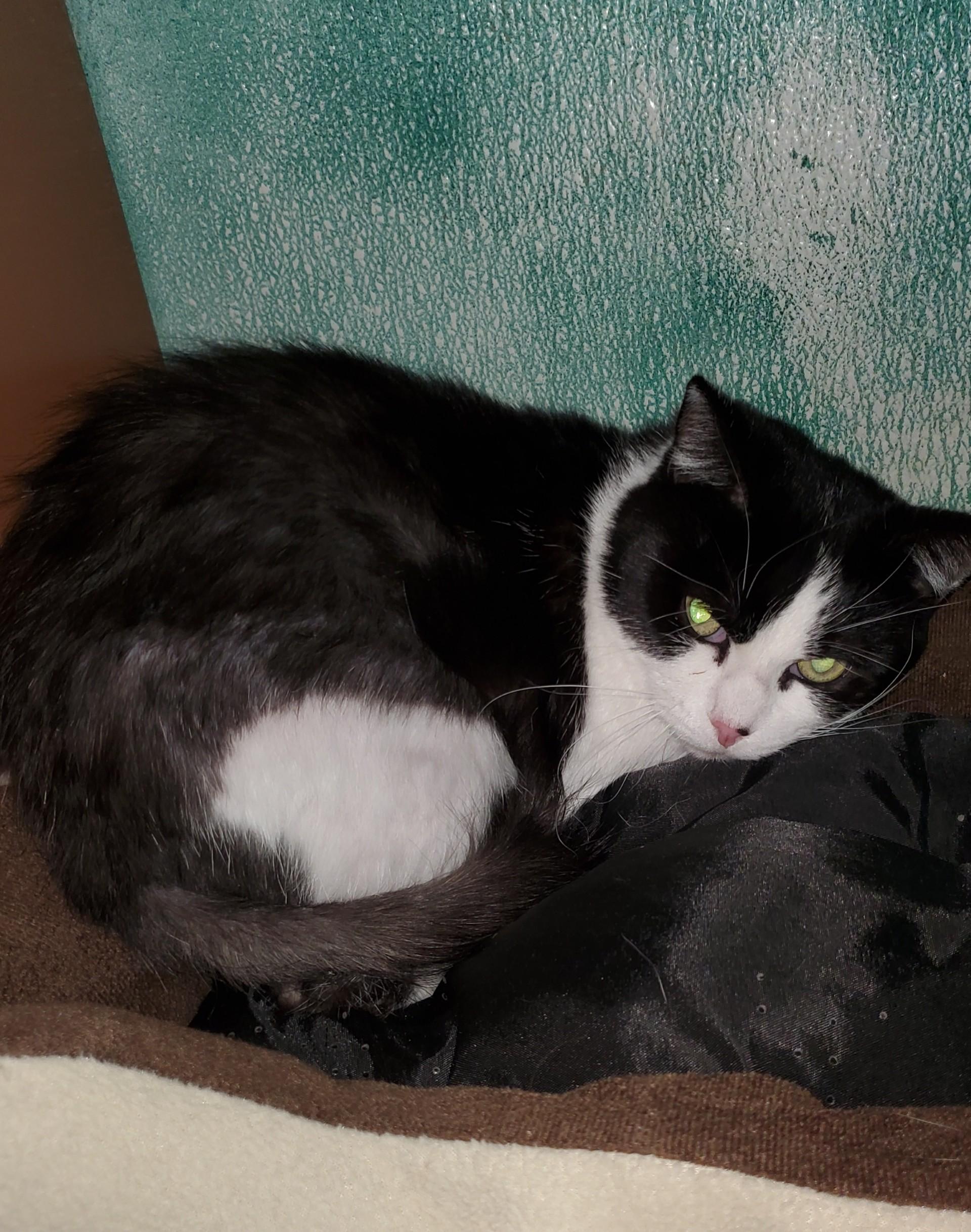 Petunia, ADOPTABLE, Adult Female Domestic Short Hair.