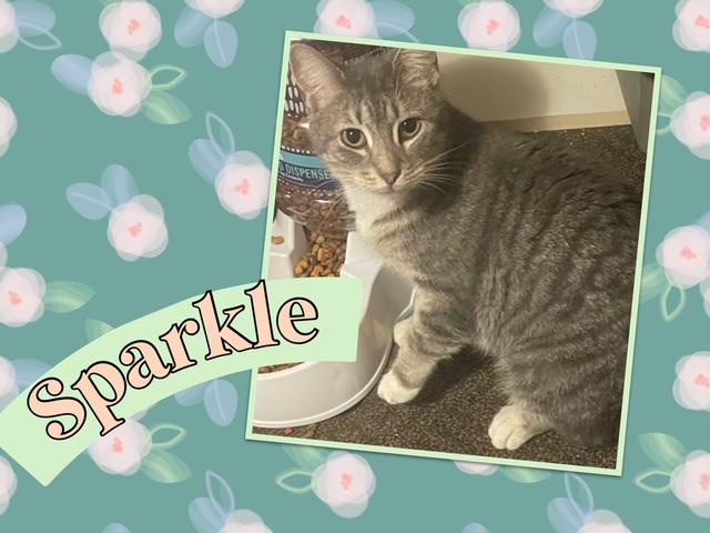 Sparkle, Adoptable, Adult Female Domestic Short Hair.