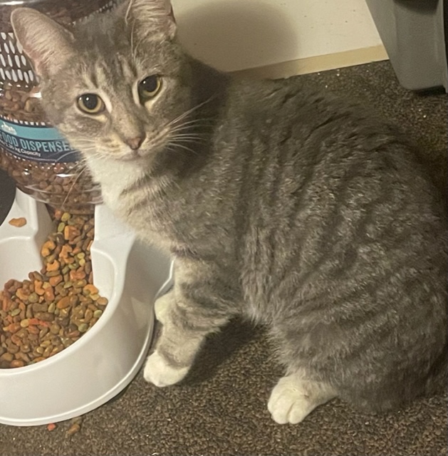 Enlarge Sparkle, a Adoptable Domestic Short Hair in Kearney, NE image 2/2