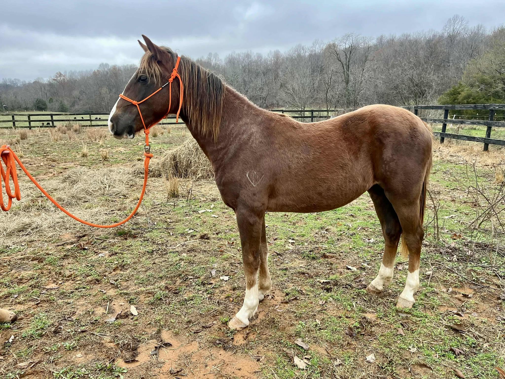 Gritts, a Adoptable mixed breed in Huntington, WV image 3/4