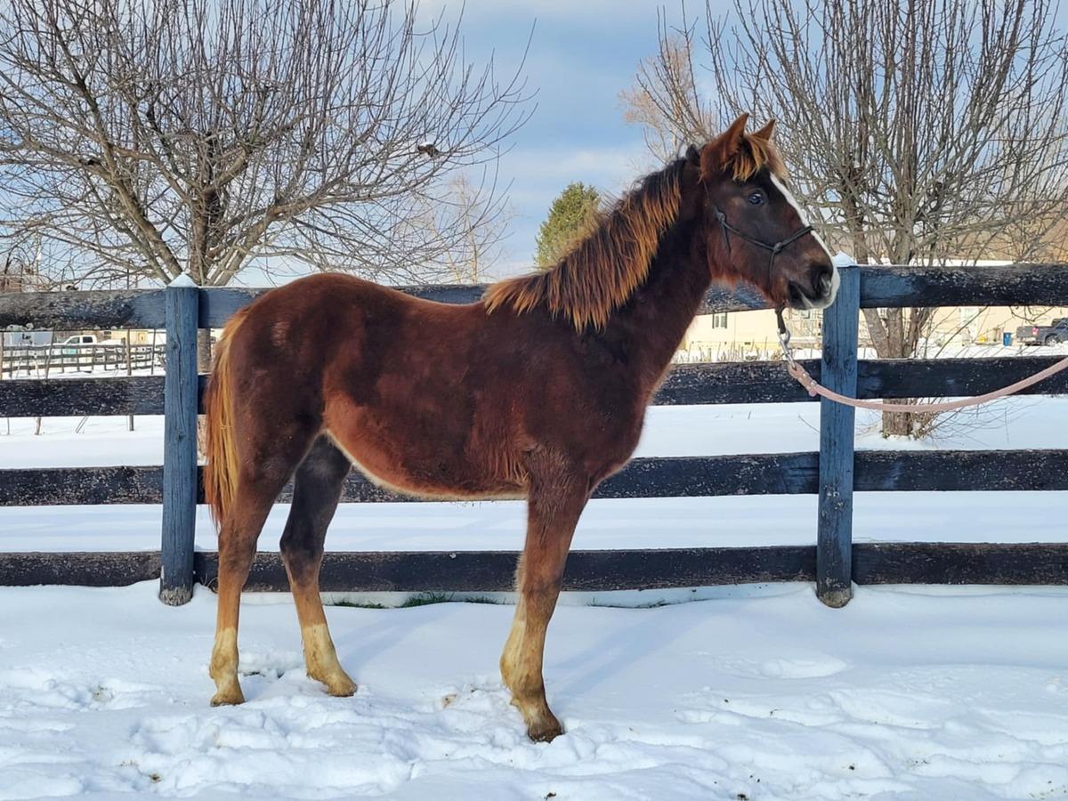 Enlarge Gritts, a Adoptable mixed breed in Huntington, WV image 1/1