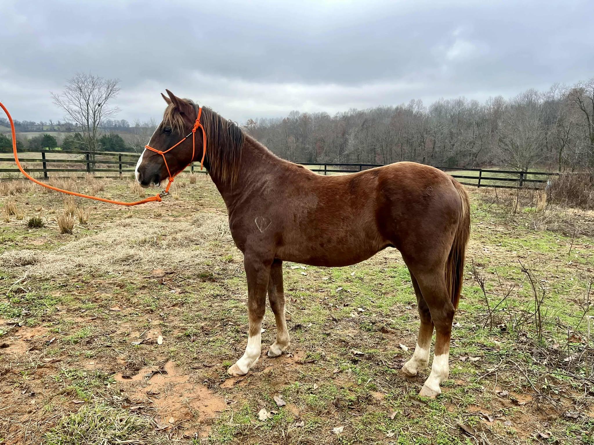 Gritts, a Adoptable mixed breed in Huntington, WV image 2/4