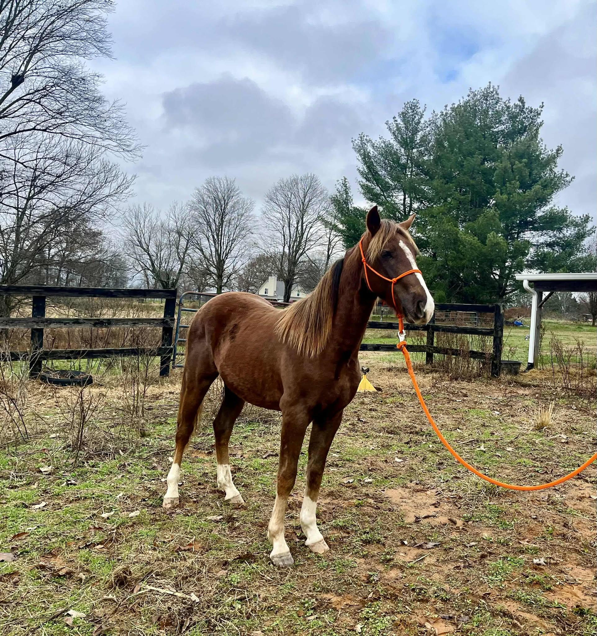 Gritts, a Adoptable mixed breed in Huntington, WV image 4/4