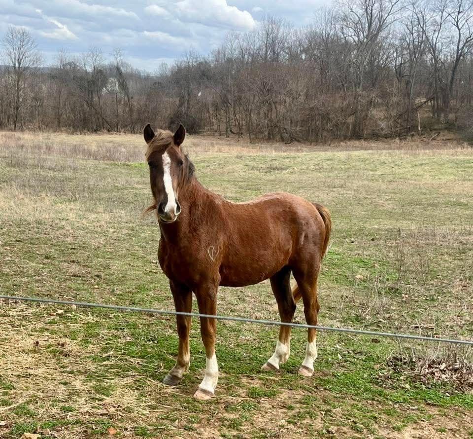 Gritts, Adoptable, Young Male Rocky Mountain Horse & Saddlebred.