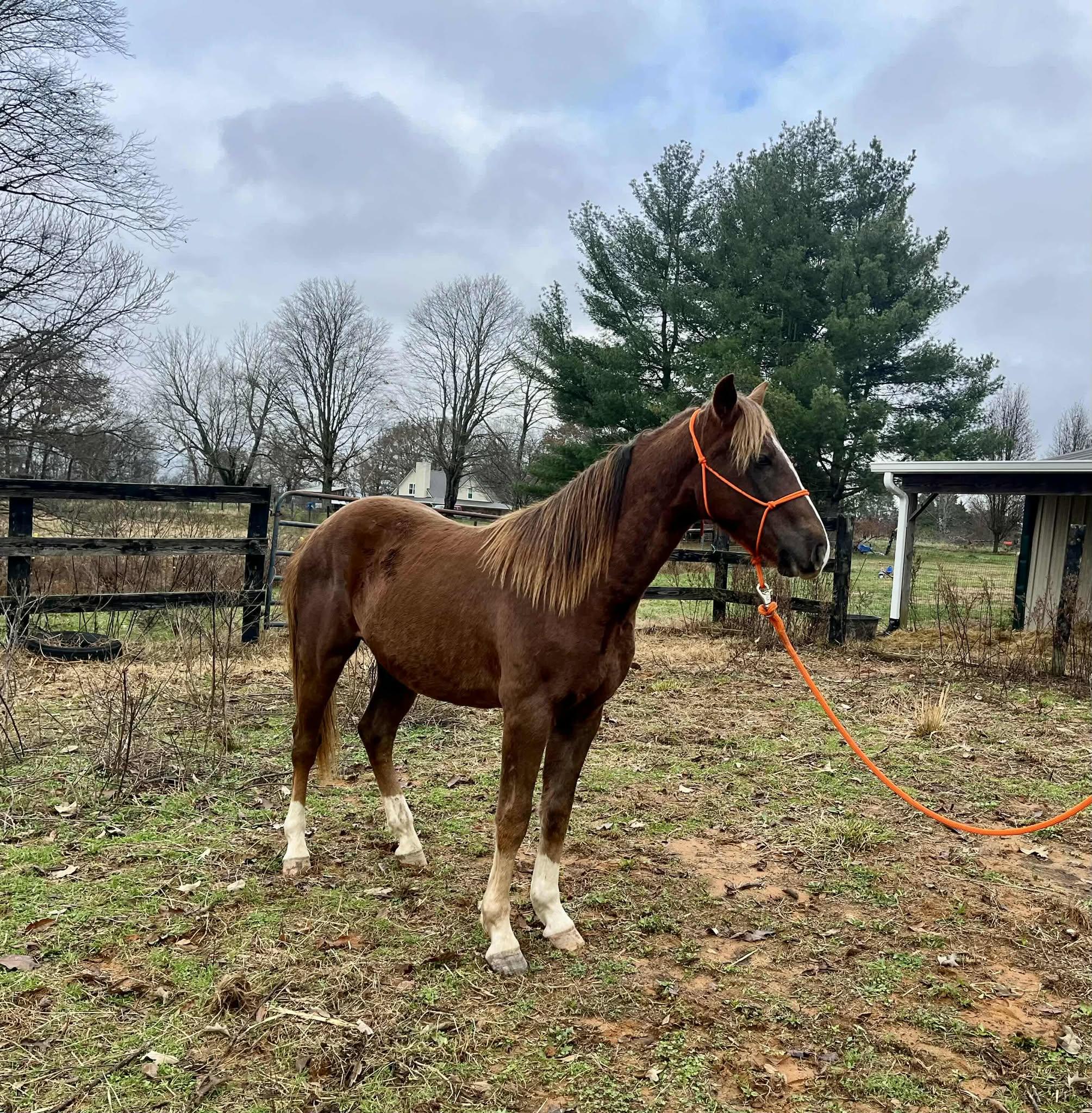 Gritts, Adoptable, Young Male Rocky Mountain Horse & Saddlebred.