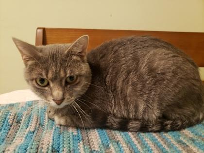 Enlarge Pippi, a Adoptable mixed breed in Neenah, WI image 1/2