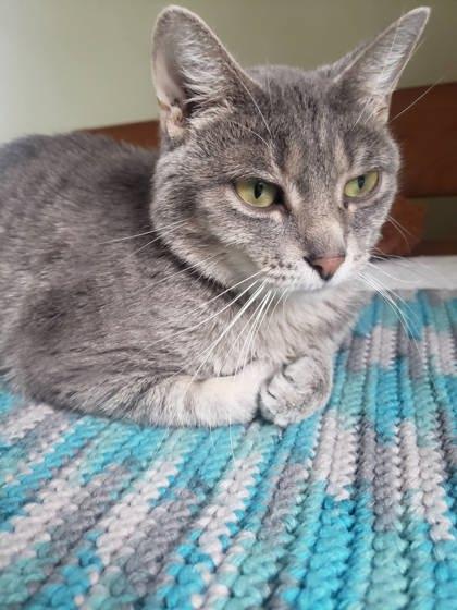 Pippi, Adoptable, Young Female Domestic Short Hair & Domestic Short Hair.