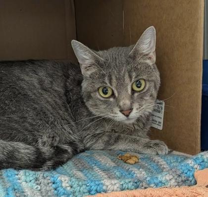 Pippi, a Adoptable mixed breed in Neenah, WI image 2/2