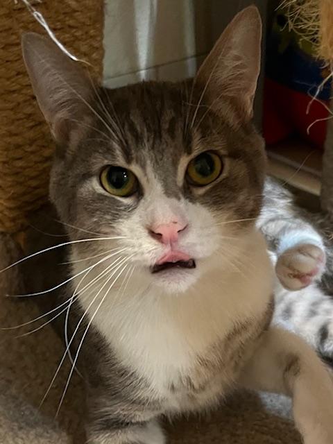 Enlarge Marley, a Adoptable Tabby in Canoga Park, CA image 1/2