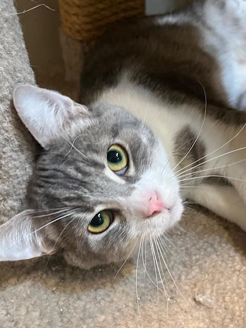 Enlarge Marley, a Adoptable Tabby in Canoga Park, CA image 2/2