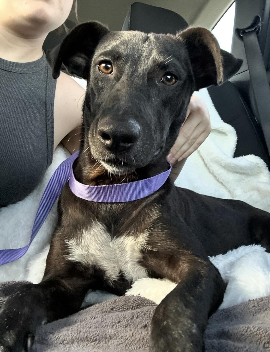 Enlarge Lainey (Super sweet lab girl found by soldiers in TX, needs forever home), a Adoptable mixed breed in Portsmouth, NH image 1/4